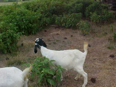 100% Boer Goat Nanny